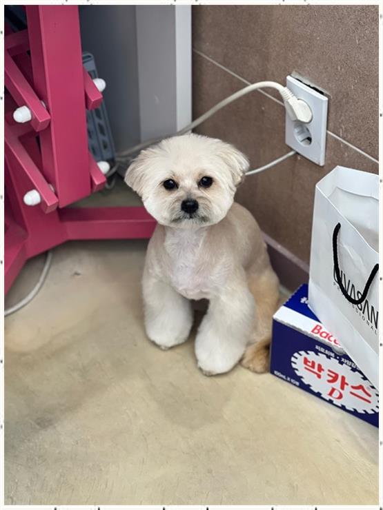 살롱아리 이미지