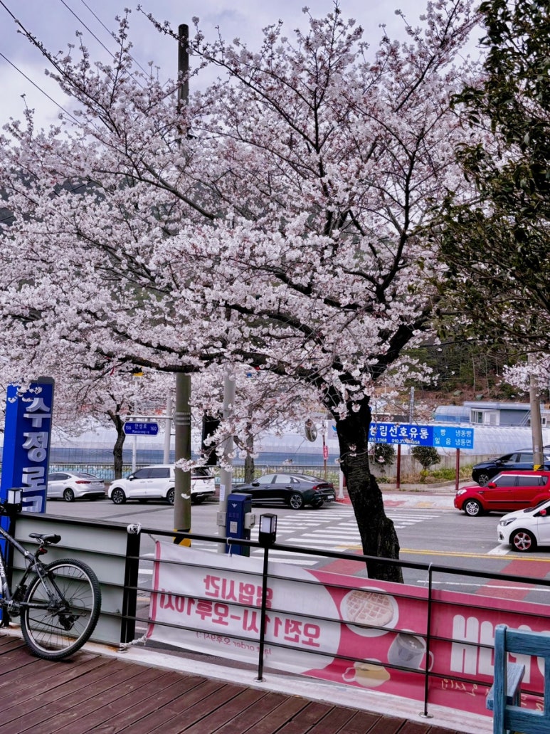 인가배 이미지