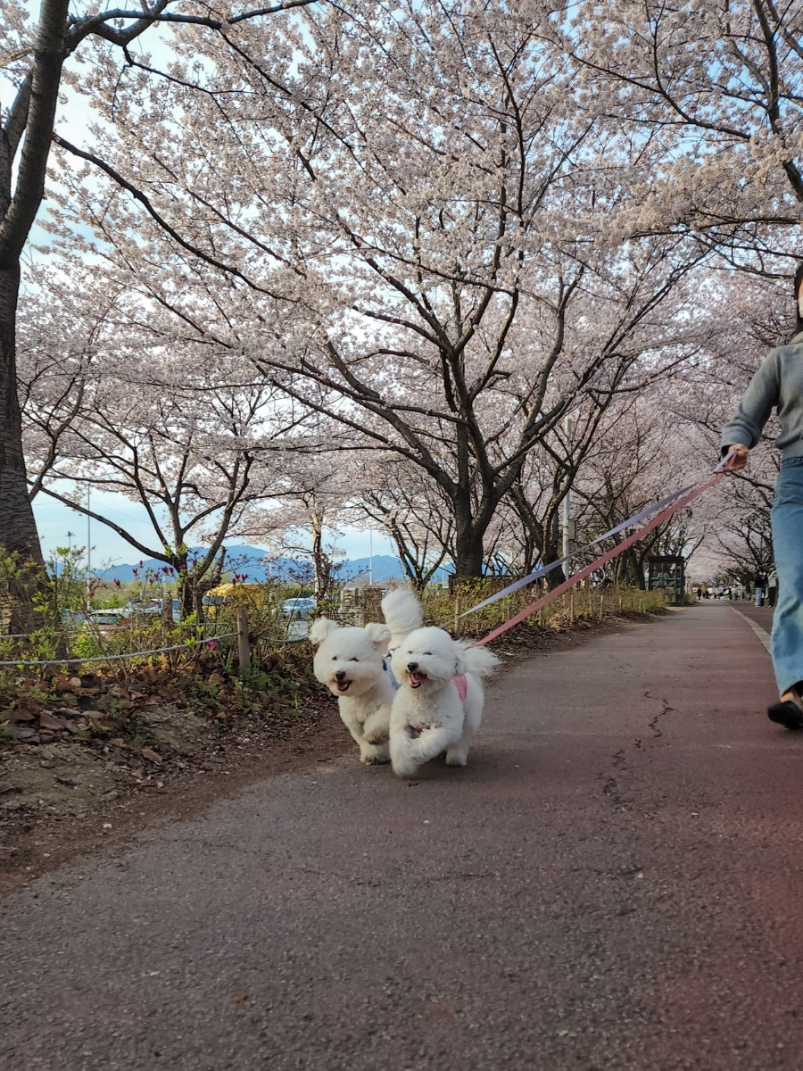 하단강변삼거리 이미지