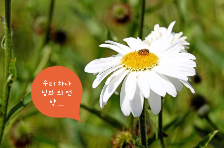 아사렐 이미지