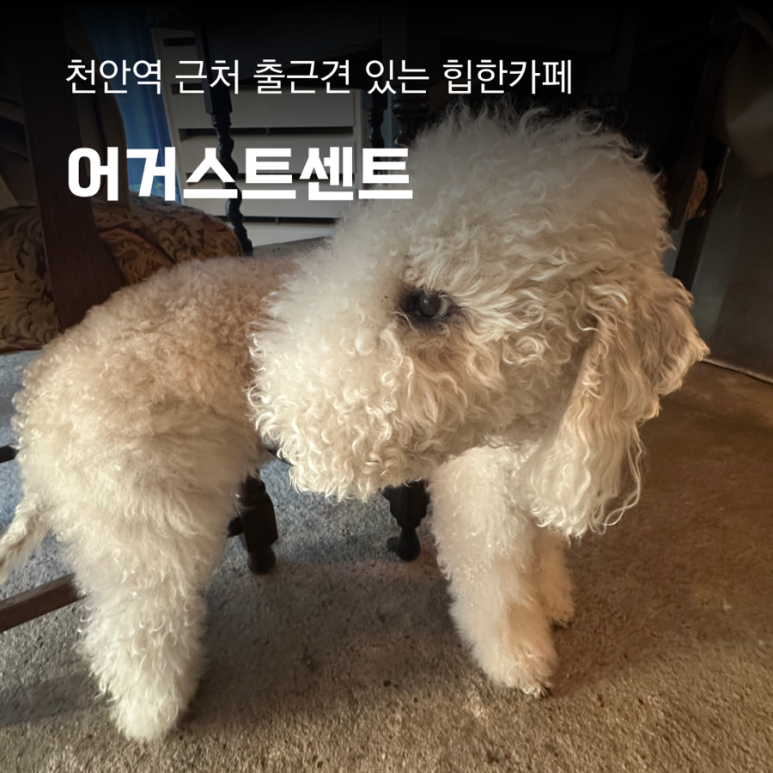 어거스트센트 이미지