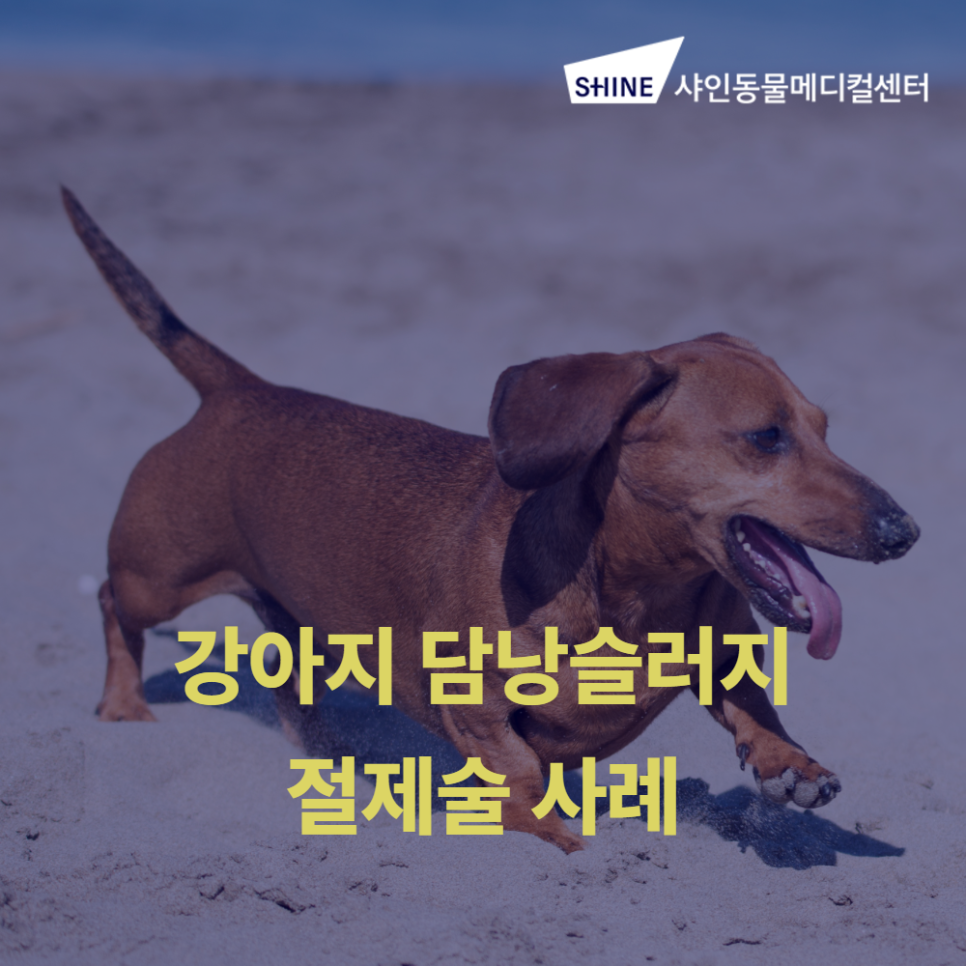 송파 샤인동물병원, 강아지 담낭절제술 성공 사례 — 사진 1
