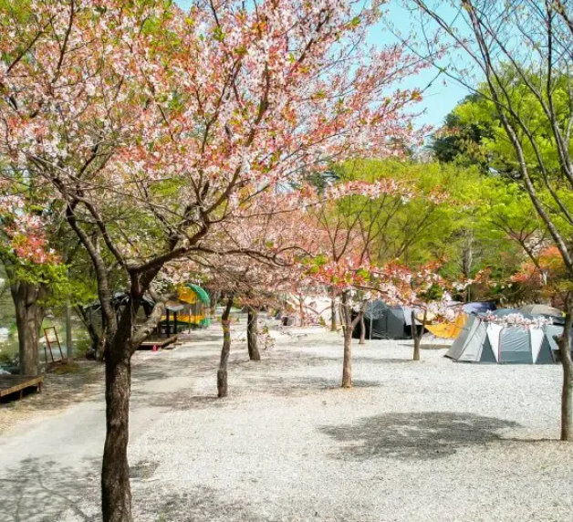 지지벨리유명산오토캠핑장 이미지
