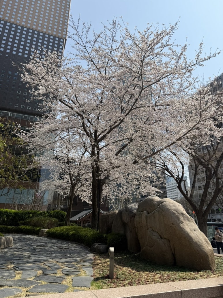 인사동청춘수제비 이미지