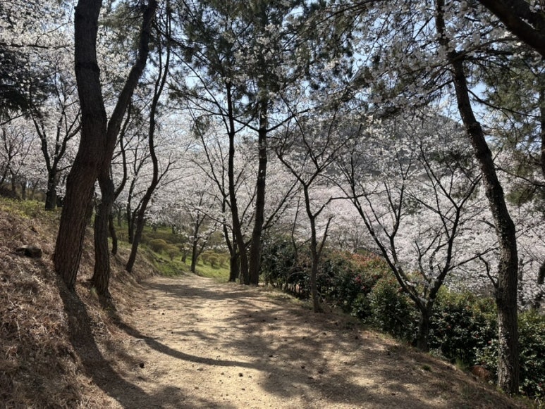 목포과일모찌 이미지