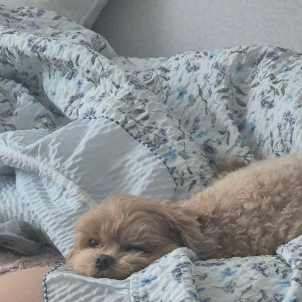 페리카나초월점 이미지