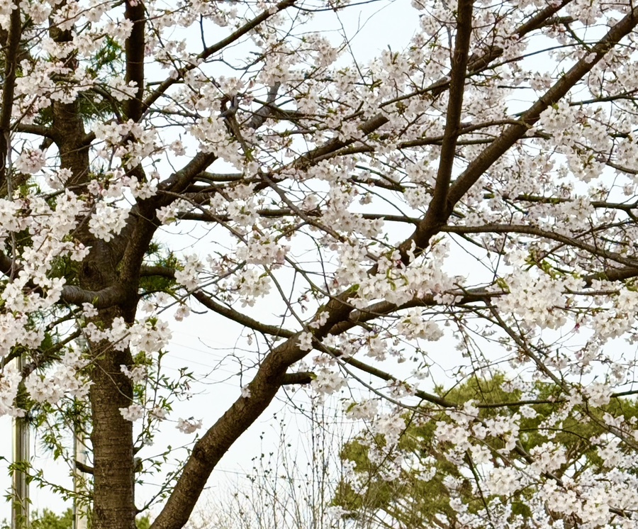 고촌빵집 이미지