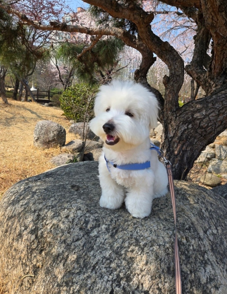 오백샵 이미지