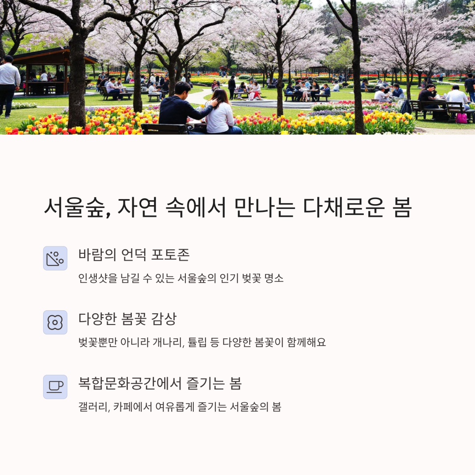 벚꽃다례 이미지
