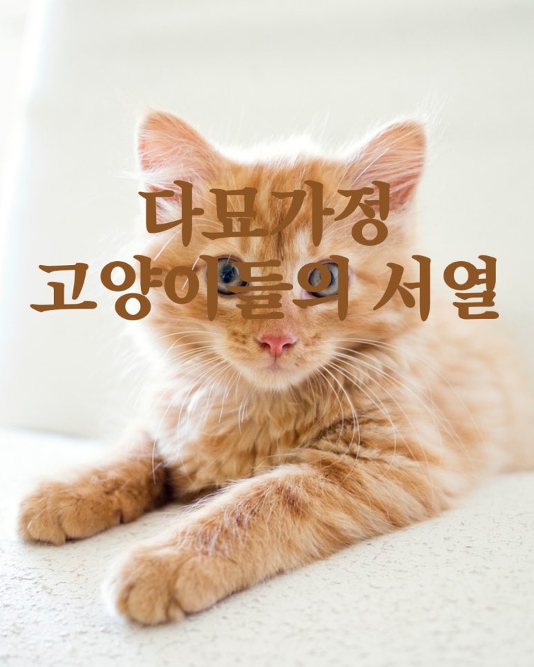 다묘가정 고양이들의 서열