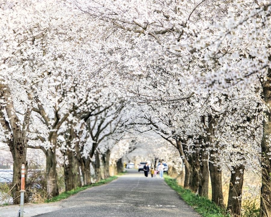 벚꽃길 이미지