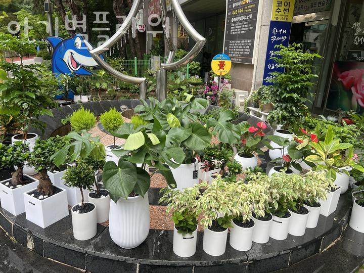 아기별플라워 이미지