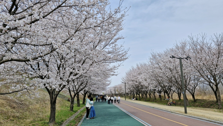 벚꽃길 이미지