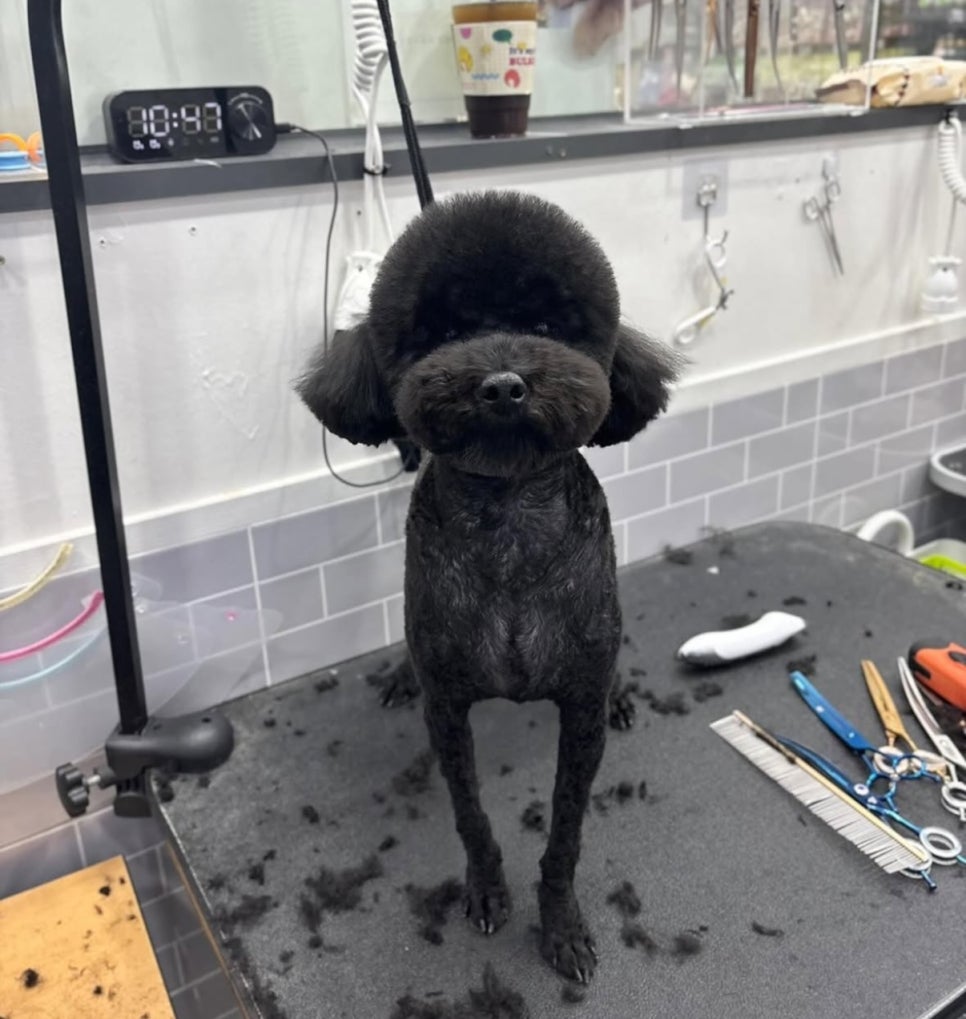 크리스타일 이미지