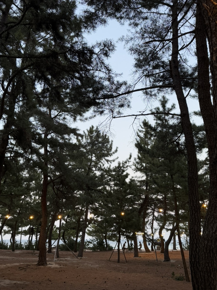 경포e바이크 이미지