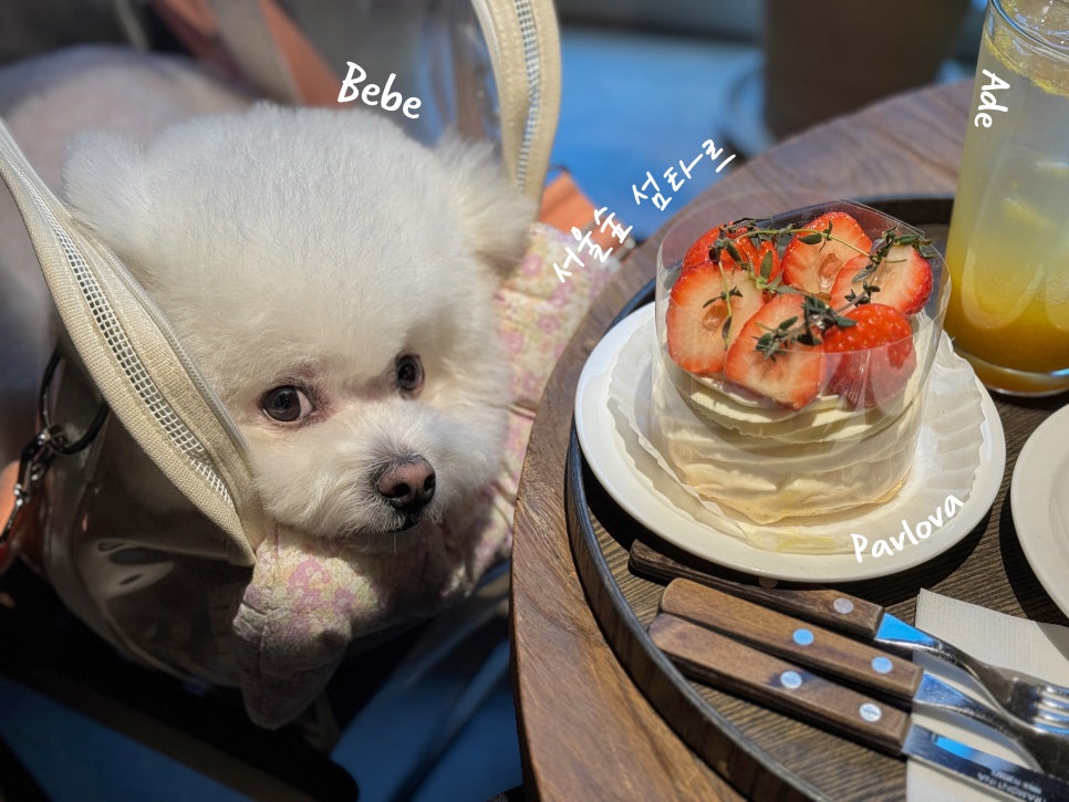 섬타르서울숲 이미지