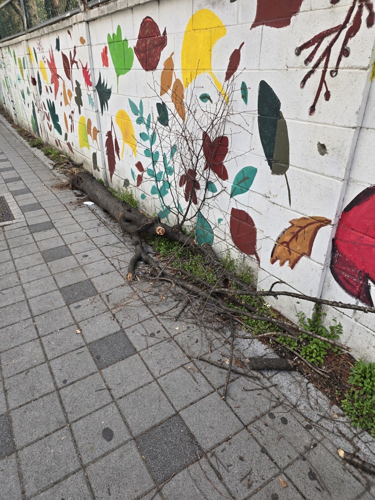 쓰러진 고사목 이미지