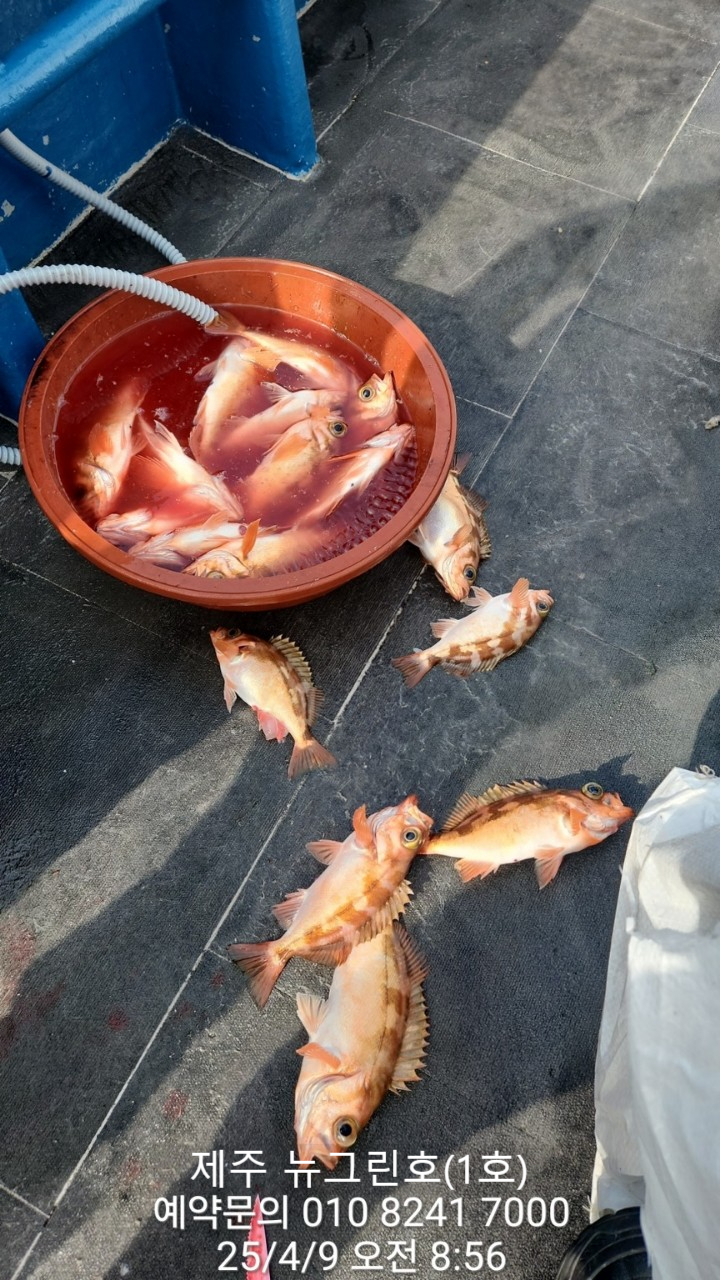 그린호 이미지
