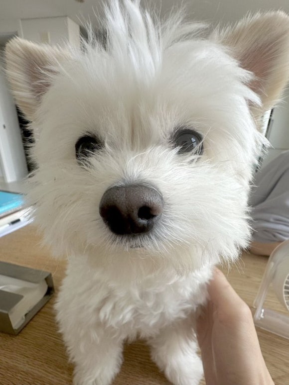 꽃그늘 이미지