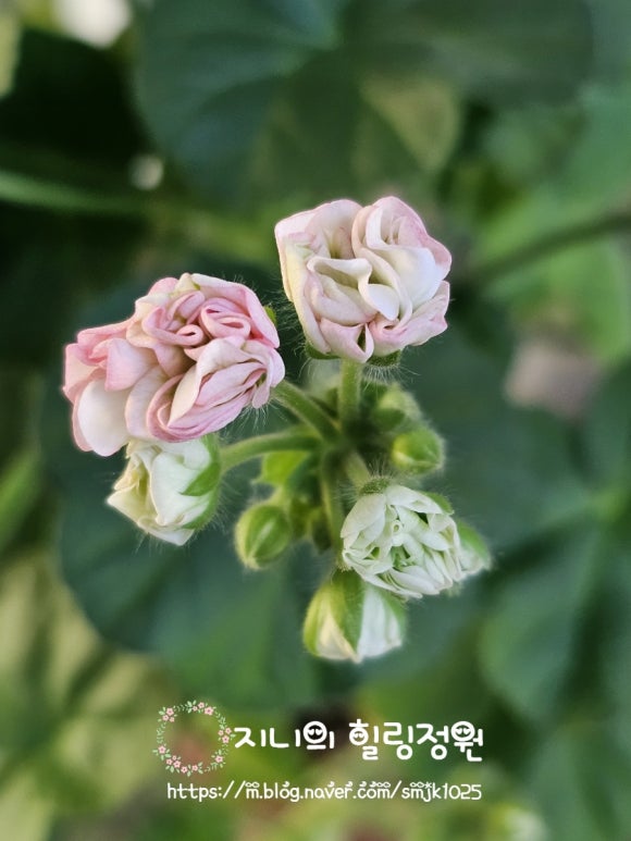 쏠레2 이미지