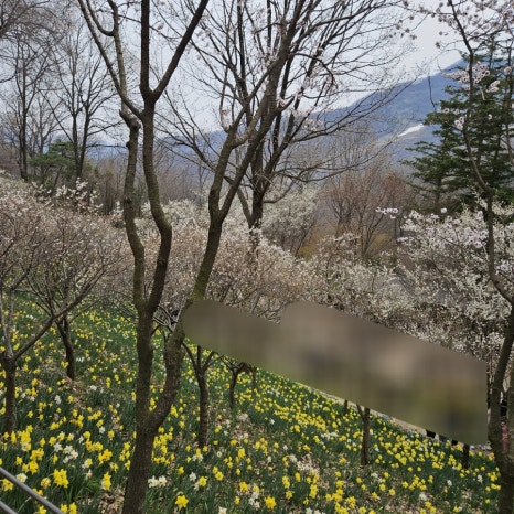 헨느33 이미지