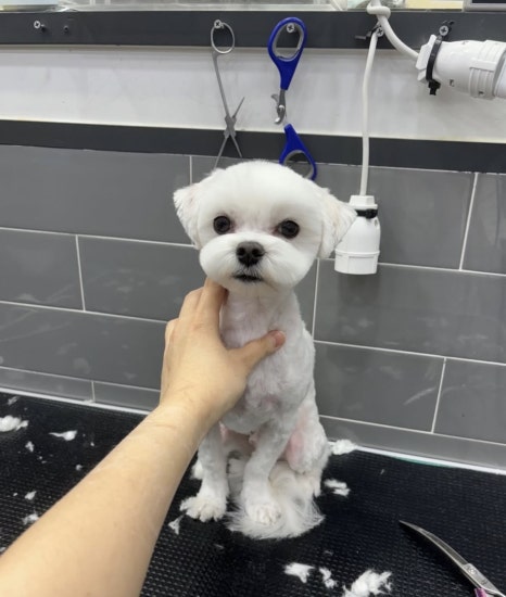 크리스타일 이미지