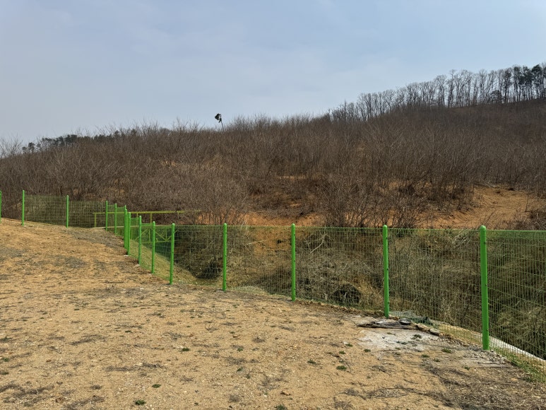 포레스트테일 이미지