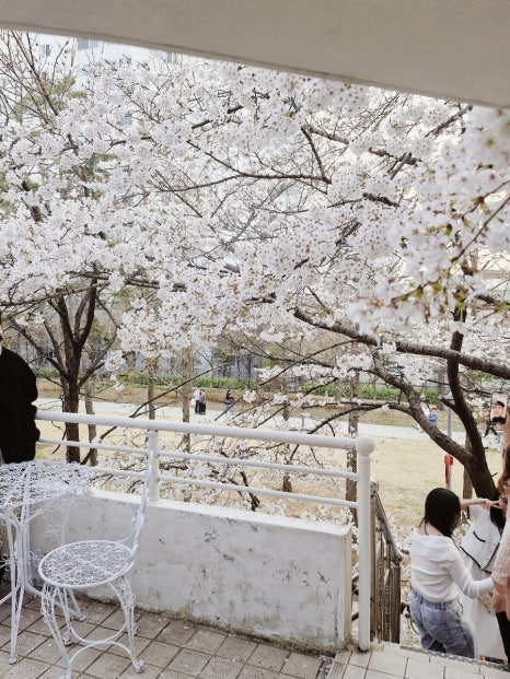 연남동벚꽃집 이미지