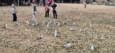 갈매기초장횟집 이미지