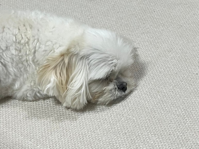 몽글스테이 이미지