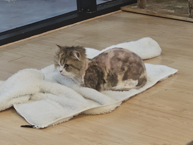 삼층고양이 이미지