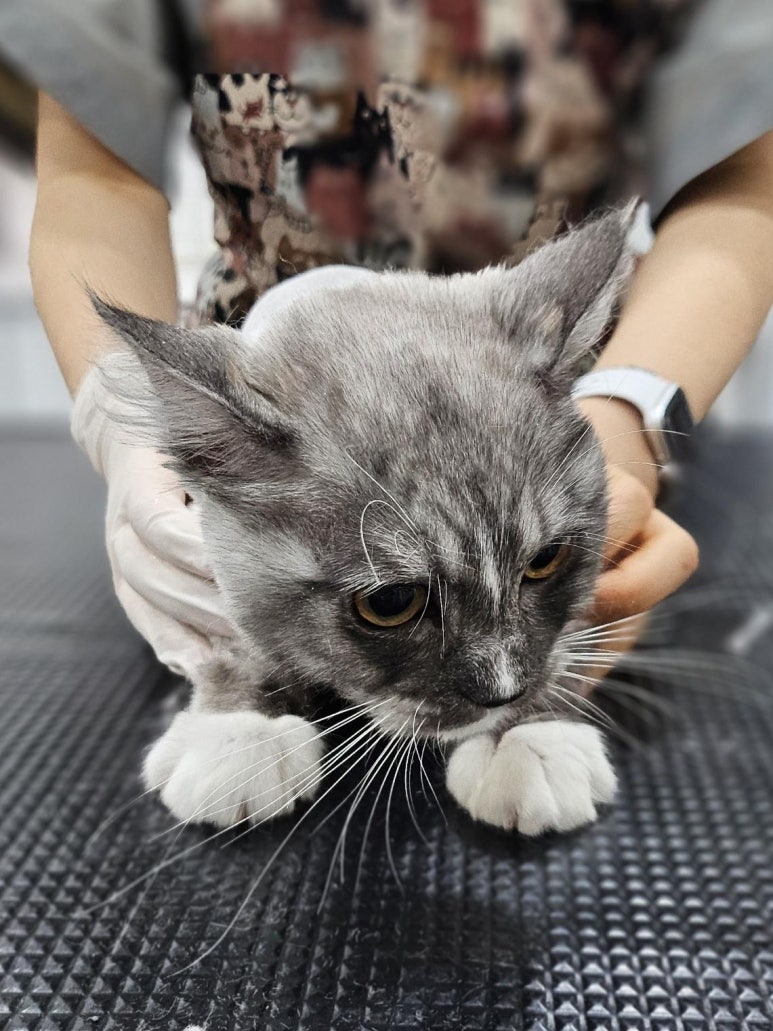 야옹아놀자 이미지