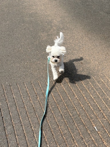 노라보까 이미지