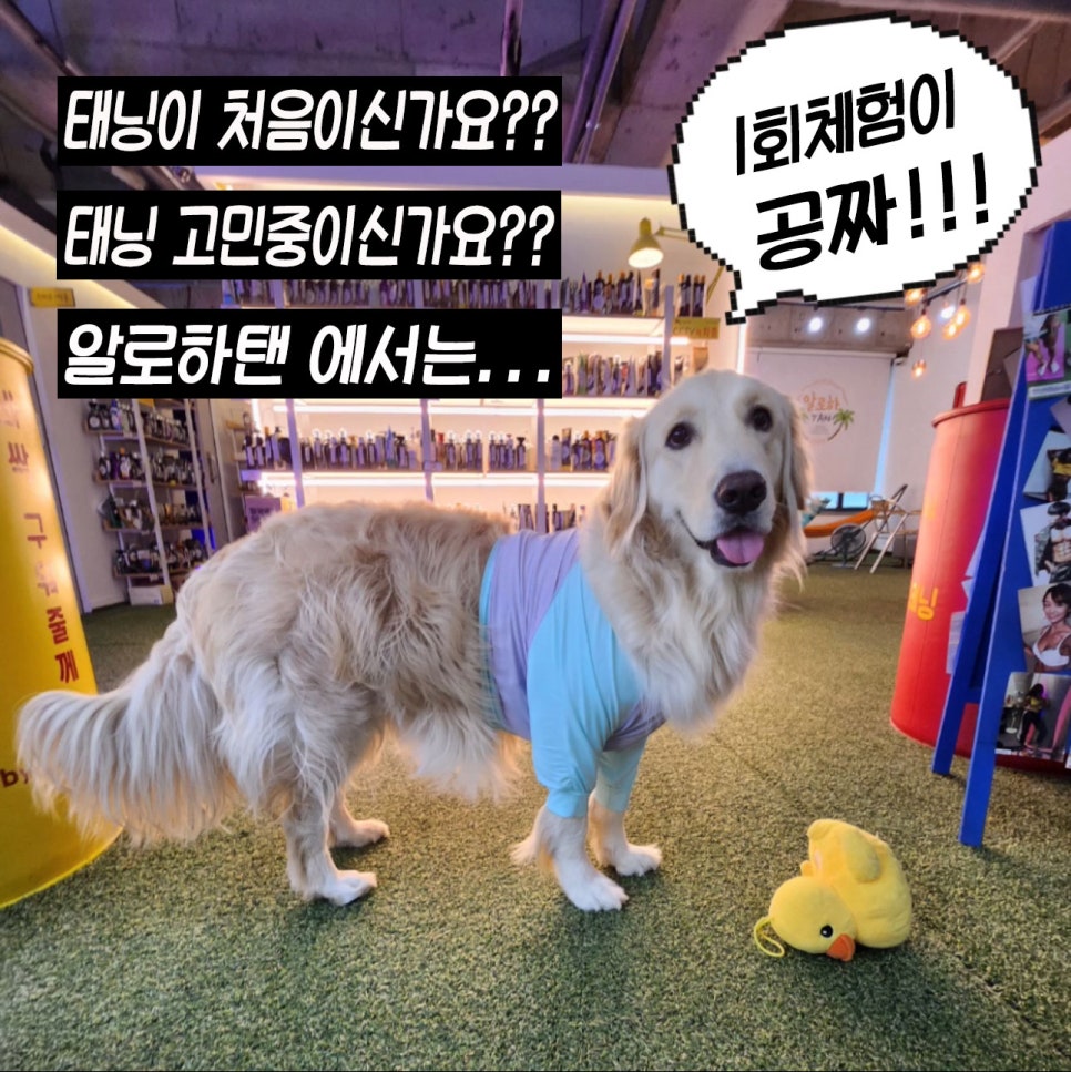 알로하탠 이미지