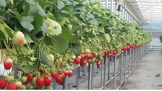 딸기밭 이미지