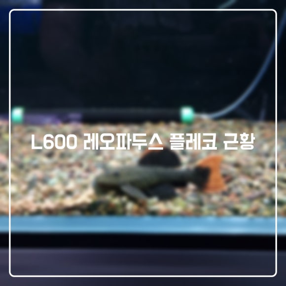 파두스 이미지