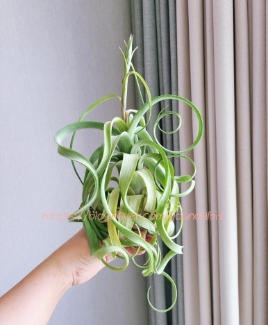 인터카피 이미지