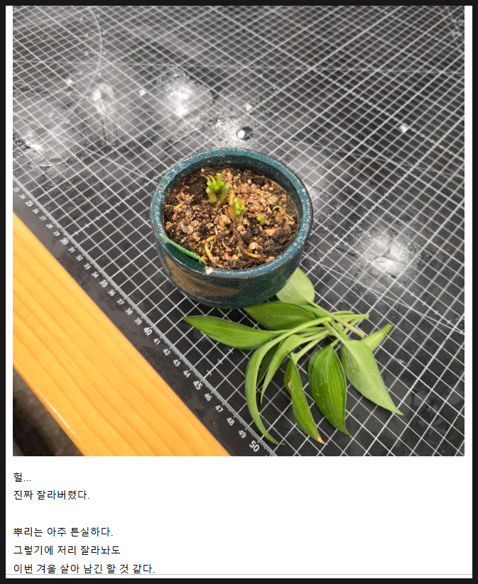 비비추꽃집 이미지