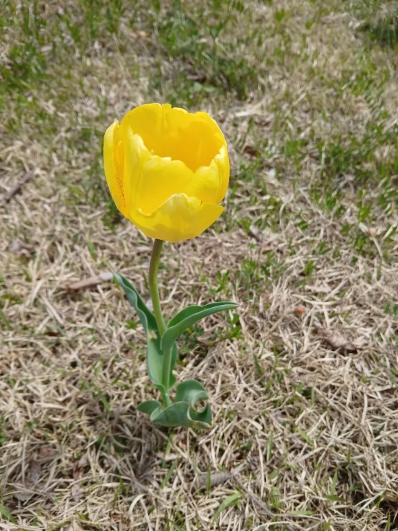 일일일닭 이미지