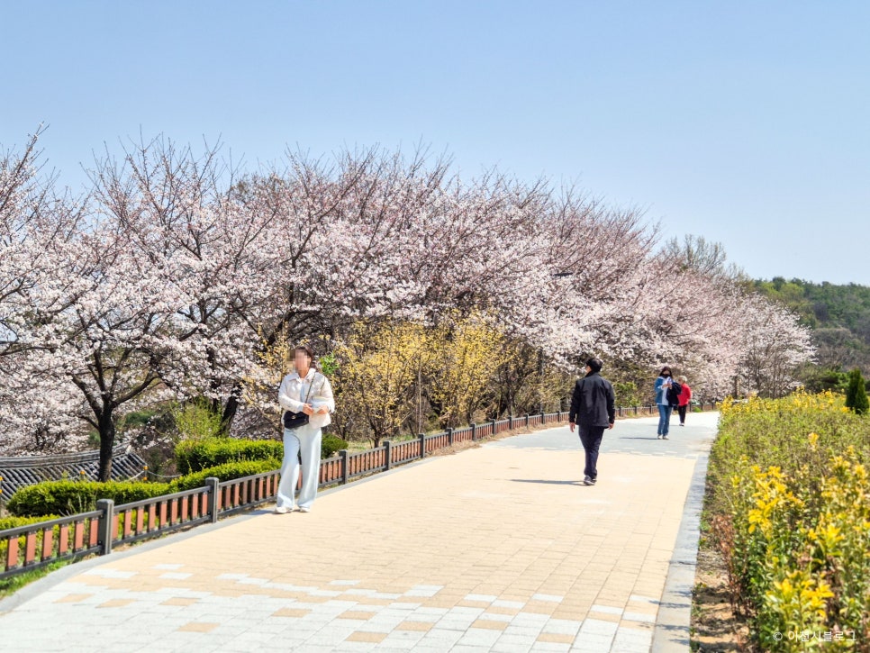 벚꽃다례 이미지