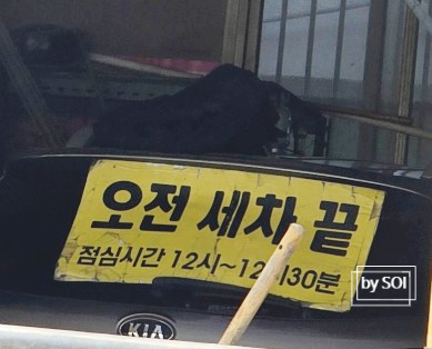 프로손세차 이미지