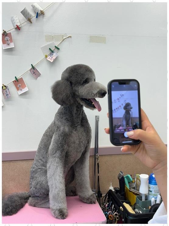 살롱아리 이미지
