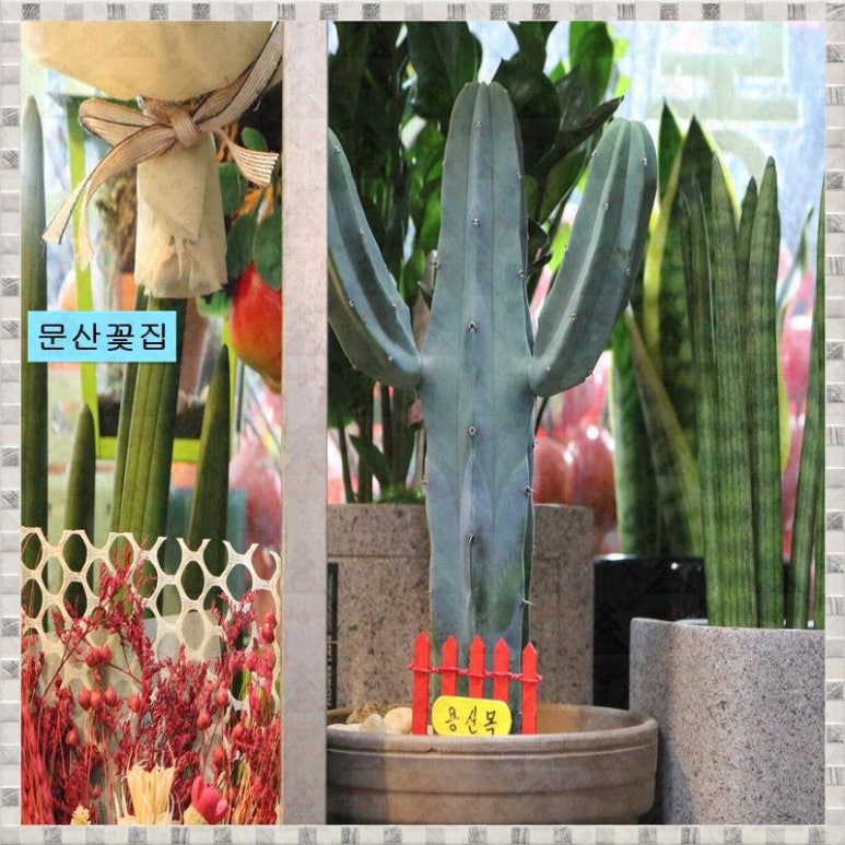 예쁜꽃방 이미지