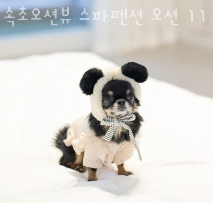 속초오션뷰 스파펜션 오션11 이미지