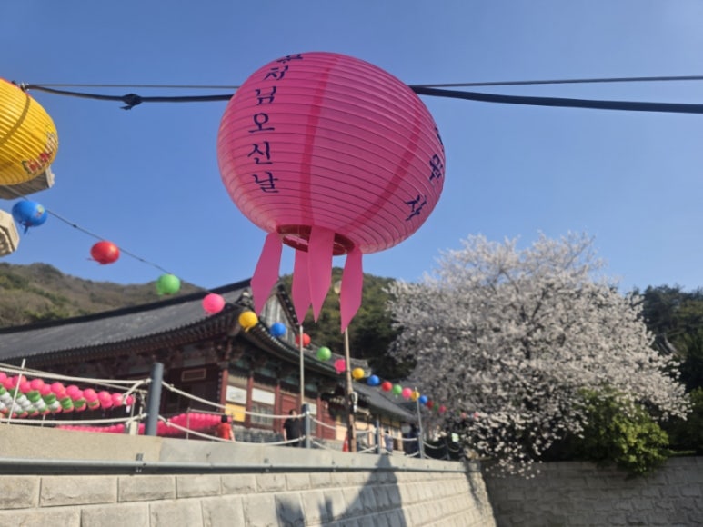 법인자연심 이미지
