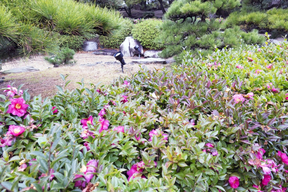 마스타카 이미지