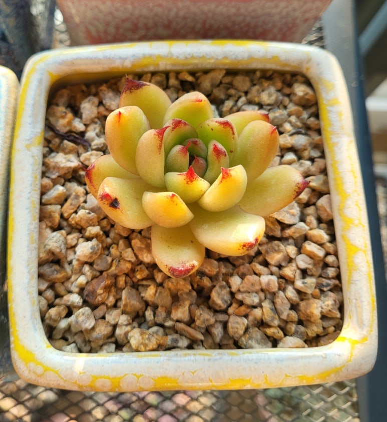 다봉스다육 이미지