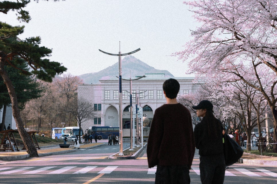 벚꽃사진관 이미지
