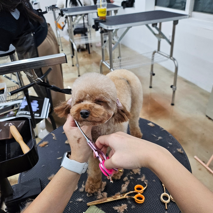 벨라루시애견미용학원 이미지