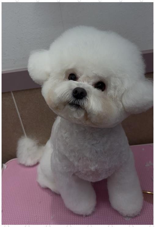 살롱아리 이미지